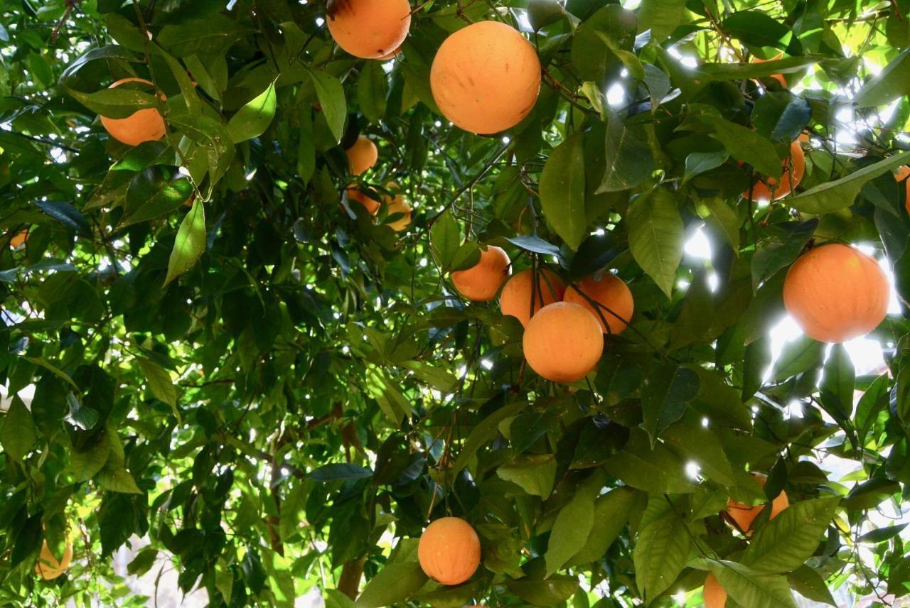 Il Giardino Delle Zagare - Miniappartamento Tra Etna E Mare Appartement Riposto